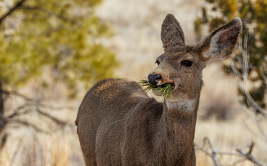 Wall Mural - black-tailed mule deer eating pine needles