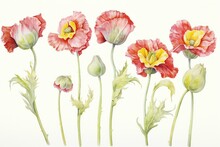 Red And Yellow Poppies On White Background,  Watercolor Illustration
