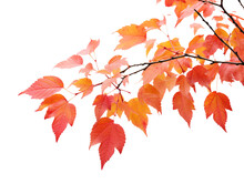 A Branch With Red Leaves