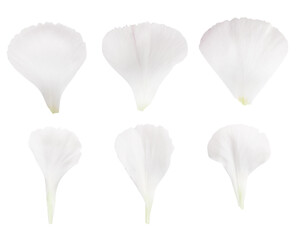 set of white flower petals. on a blank background