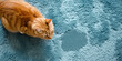 Katze sitzt neben Urinpfütze auf blauem Teppich