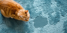 Katze Sitzt Neben Urinpfütze Auf Blauem Teppich