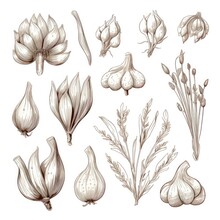 Vector Hand Drawn Set Of Garlic. Herbs And Spices Sketch Illustration