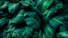 Close Up Tropical Green Leaves Texture And Abstract Background., Nature Concept.