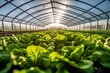 Photo of big agriculture polytunnel film inside, lettuce, low contrast, daylight