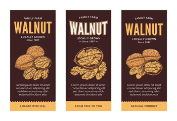 Vector walnut labels in modern style. Vector walnut nut illustrations