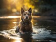 german shepherd dog in the water 