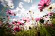 Beautiful cosmos flowers in various colors and blue sky
