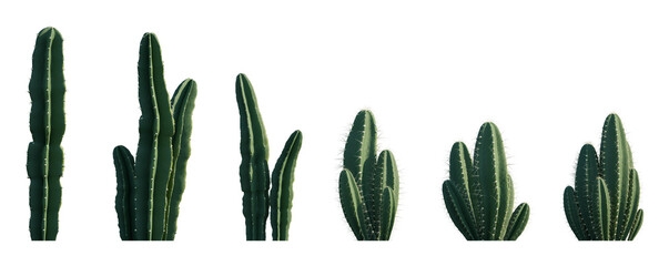 Wall Mural - Cereus repandus (Cereus peruvianus) columnar cactus set frontal isolated png on a transparent background perfectly cutout high resolution (Peruvian Apple Cactus, Queen of the Night)