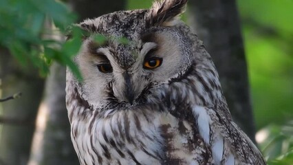 Wall Mural - Long-eared Owl Asio Otus. The bird is resting sitting in the branches of a tree. Close up.