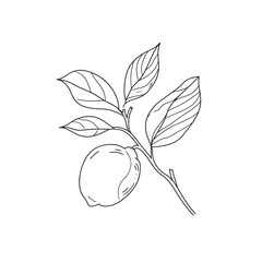 Wall Mural - Simple line drawing illustration of a lemon on a tree branch