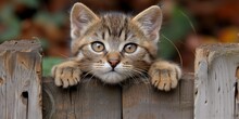 Small Kitten Peeking Over Wooden Fence