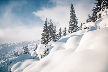 Poster - Fresh fir trees covered with snow on a frosty and sunny day.