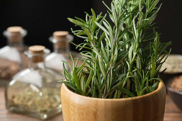 Wall Mural - Mortar of fresh rosemary medicinal herbs. Bottles of dry herbs for preparing healing infusions, bowls of medicinal plants on background. Alternative herbal medicine and healthy food.