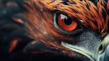 A Detailed Close-up Of The Eye Of A Bird Of Prey. Perfect For Nature Enthusiasts And Wildlife Photographers