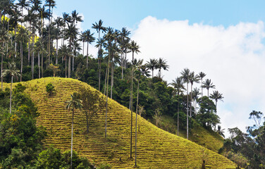 Canvas Print - Cocora