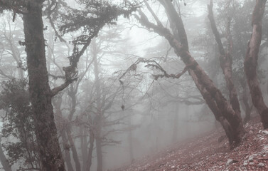 Wall Mural - Fog in the forest