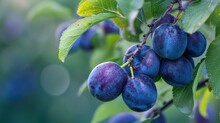  A Bunch Of Plums Hanging From A Tree Branch With Green Leaves And Water Droplets On The Plums, With A Blurry Background Of Blue And Green Leaves.