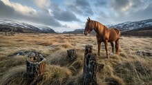  a brown horse standing on top of a dry grass field next to a field covered in tall grass and snow covered mountains.