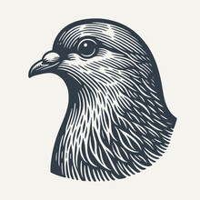 Pigeon Head. Vintage Woodcut Engraving Style Vector Illustration.