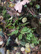 green fern sprig against the background of fallen leaves, needles and an old mossy stump
