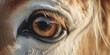 A detailed close up of a horse's eye. Perfect for animal lovers and equestrian enthusiasts