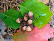 acorns lying on the oak leaves