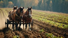  A Couple Of Horses Pulling A Plow In The Middle Of A Plowed Field With Trees In The Background.