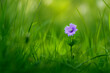 Bright spring flower in the meadow. Background with selective focus and copy space