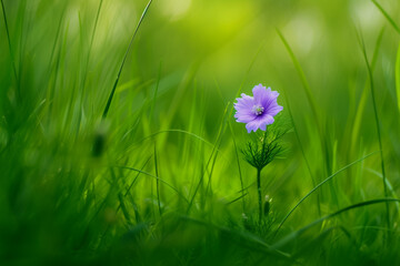 Sticker - Bright spring flower in the meadow. Background with selective focus and copy space