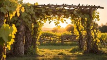 Old Grapevines Twisted Around A Rustic Trellis, Golden Hour Lighting. Generative AI