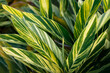 Shell ginger plant tropical foliage flora decorative ornamental striped vibrant