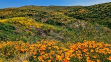 Field Of Wildflowers In Diamond Lake, California