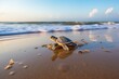 Newborn turtle rushes to the water
