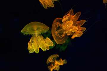 Wall Mural - Group of yellow fluorescent jellyfish swimming underwater aquarium pool. The Lychnorhiza lucerna marble jellyfish in dark water, ocean. Theriology, tourism, diving, undersea life.