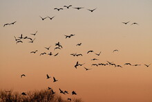 Flock Of Geese In A Sunset Sky