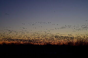 Poster - Flock of Geese in a Sunset Sky