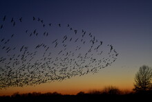 Flock Of Geese In A Sunset Sky