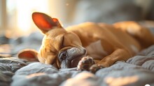 An Adorable French Bulldog Sleeping On A Bed In The Sun. 