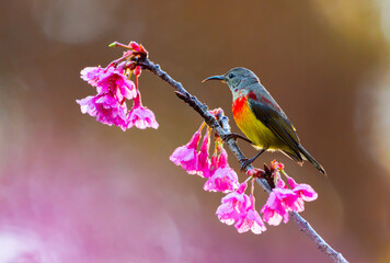 Wall Mural - Beautiful bird, Mrs. Gould's Sunbird; Aethopyga gouldiae Male Birds of Thailand. Bird on Cherry Blossom, Wild Himalayan Cherry