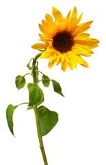 Wall Mural - Sunflower isolated on white background. Sun symbol. Flowers yellow, agriculture. Seeds and oil