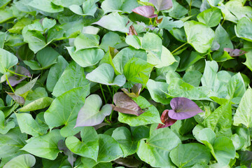 Sticker - Green leaves of sweet potato plant