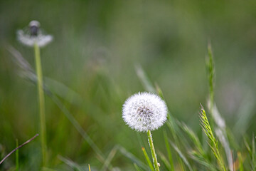 Sticker - diente de leon (Taraxacum officinale)