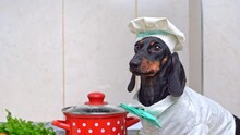 Dachshund Dressed As A Chef With A White Hat And Apron, Standing By A Red Polka Dot Pot, Ready To Cook