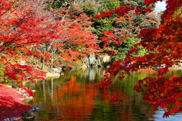 Wall Mural - Autumn scenery fiery maple trees reflected on the peaceful lake water and a wooden bridge over the pond in a beautiful Japanese garden of Sento Imperial Palace ( Royal Villa Park ) in Kyoto, Japan