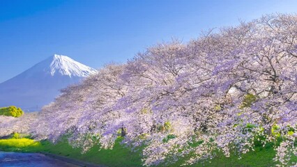 Wall Mural - 富士山と桜 タイムラプス