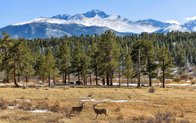 Longs Peak - Two Young Mule Deers Grazing At A Mountain Meadow At Base Of Majestic Longs Peak On A Sunny Spring Day. Rocky Mountain National Park, Colorado, USA.