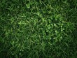 Green grass texture background. Top view of green grass.