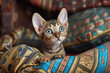 The playful Sphinx kitty, a delightful blend of charm and mischievous energy