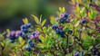  a bush filled with lots of blue berries on top of a lush green leafy forest filled with lots of blue berries.